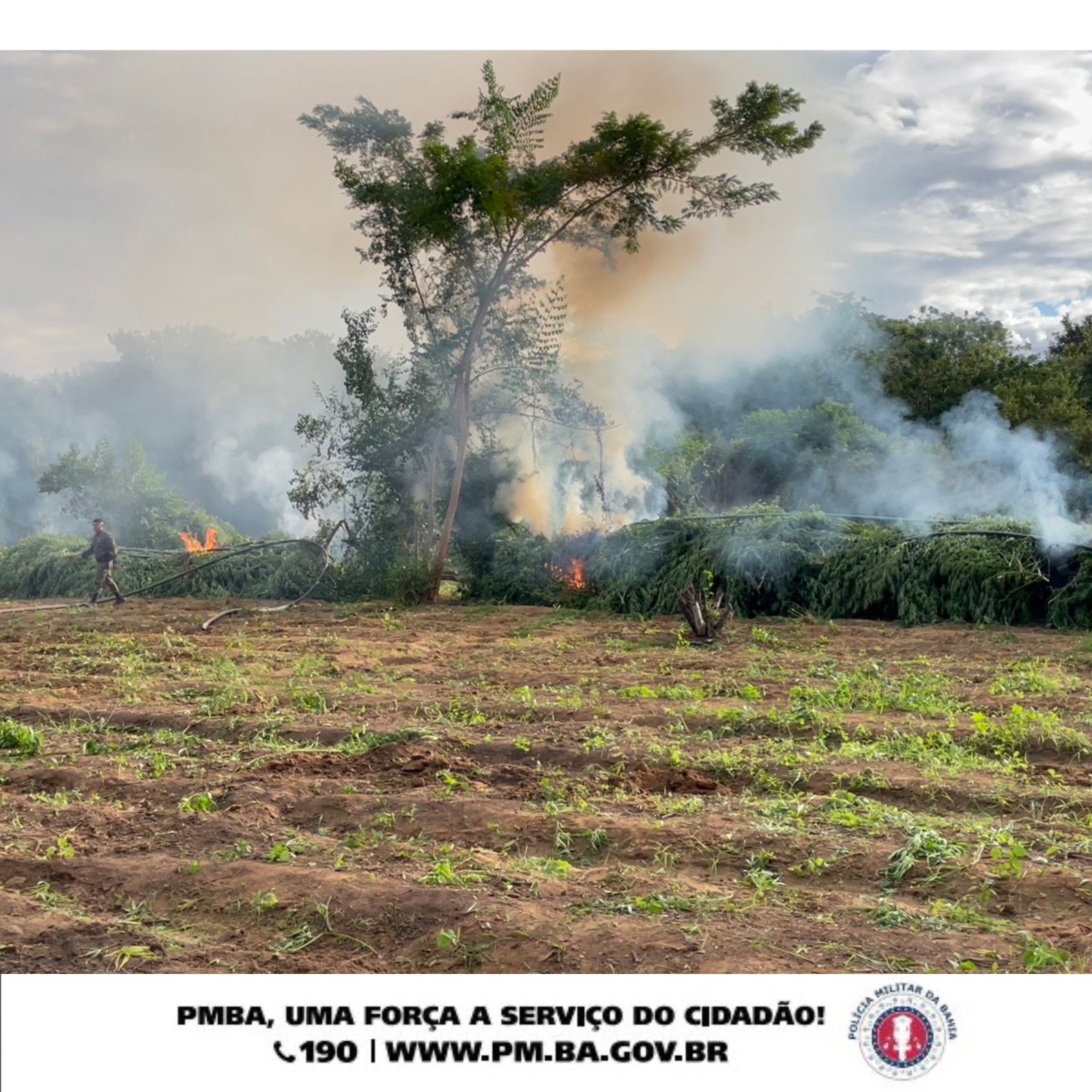 Erradicação de Cultivo de Maconha e Prisão por Cultivo e Tráfico de Drogas em Xique-Xique