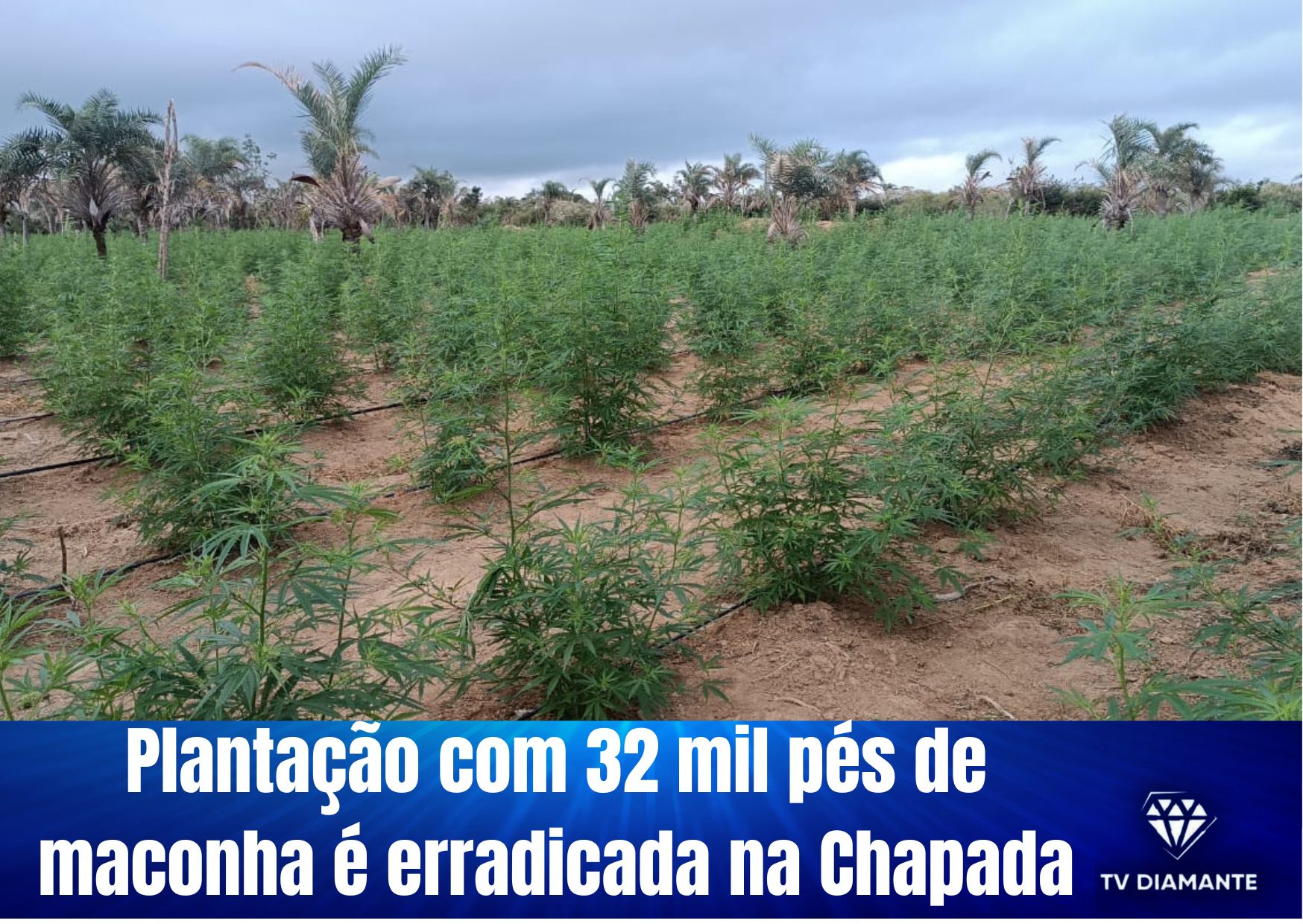 ​Plantação com 32 mil pés de maconha é erradicada na Chapada