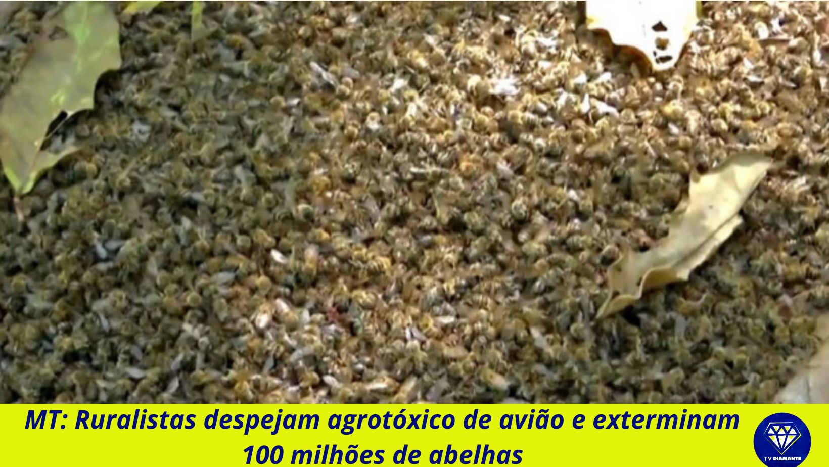 MT: Ruralistas despejam agrotóxico de avião e exterminam 100 milhões de abelhas